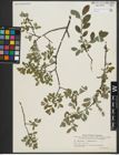 Foto von Salix repens L. x Salix starkeana Willd.